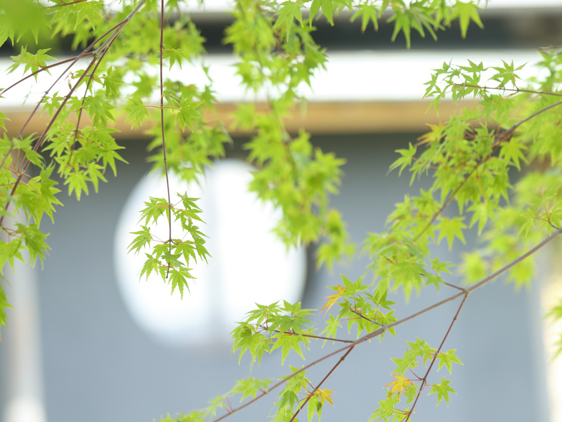 自然溢れる敷地